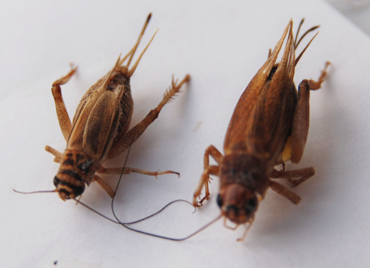 Сверчки с яйцекладами и крыльями не годятся на корм стрижам.