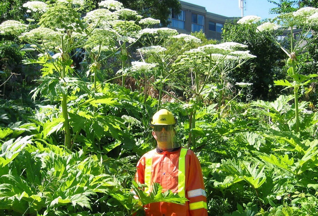 Высота борщевика может превышать рост взрослого человека