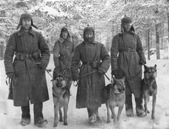 С  улучшением и развитием техники войны, с введением в войска  огнестрельного оружия, изменились и способы работы собак на войне.  Прямая борьба с врагом стала трудна для собаки, вооруженной только  зубами. Но зато собаку стали использовать для разведки. В то же время  быстрота и выносливость собак привели к мысли использования их для  службы передачи, для связи. Первым опытом такой работы собак можно  считать их работу в Индии, когда при порче телеграфных линий выученные  особым образом собаки приносили депеши, делая пробеги по 6 миль в 10  минут.