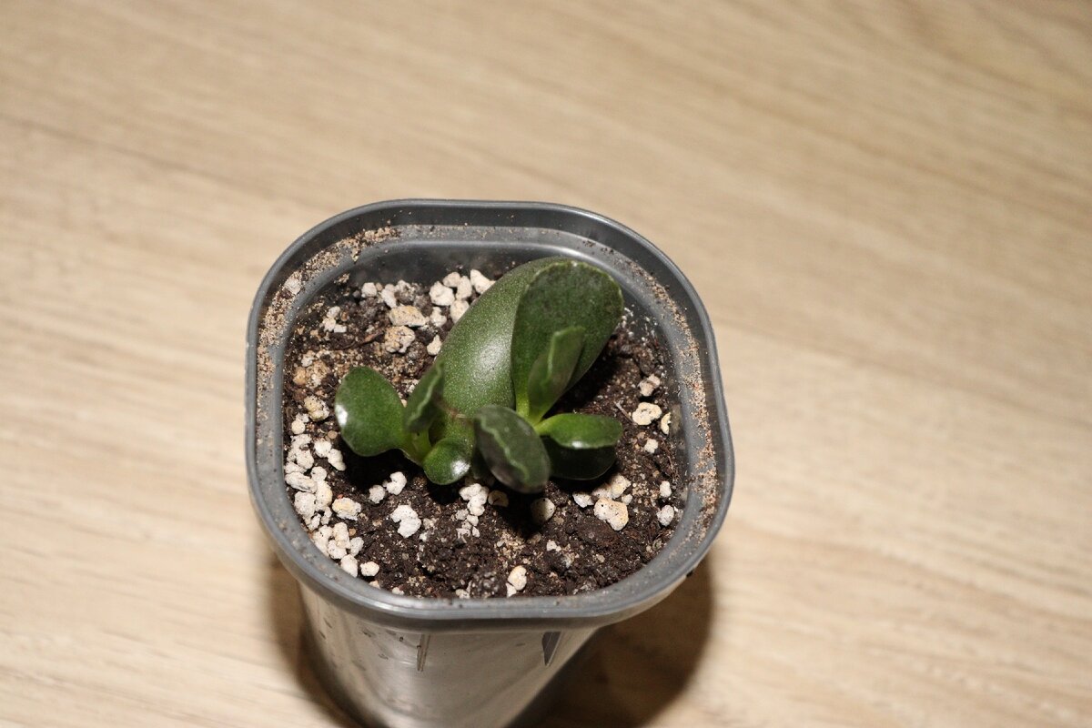 Личное фото