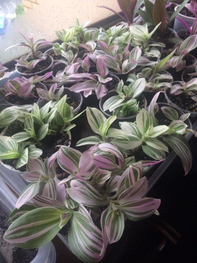 Традесканция Альбифлора и Традесканция Нанук