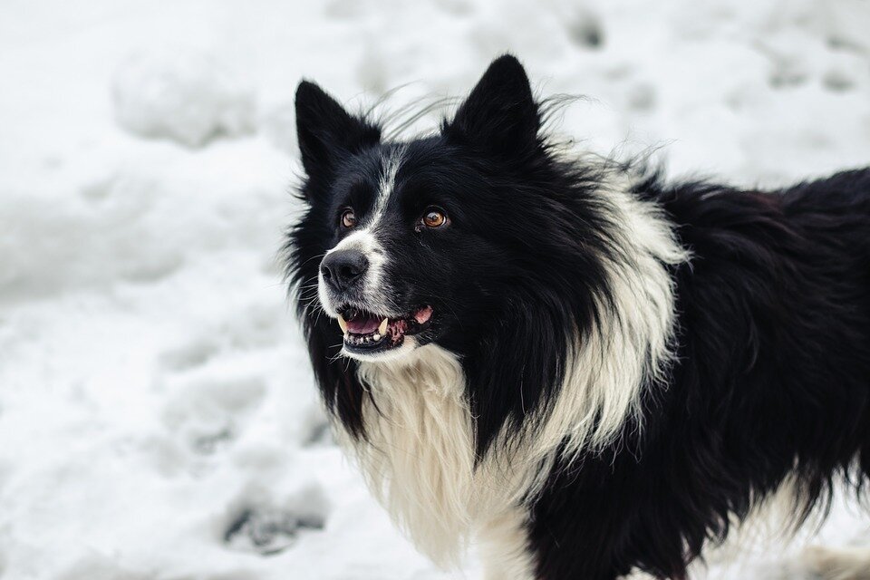 Фото: pixabay.com