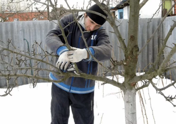 Фотография взята из источника thespruce.com