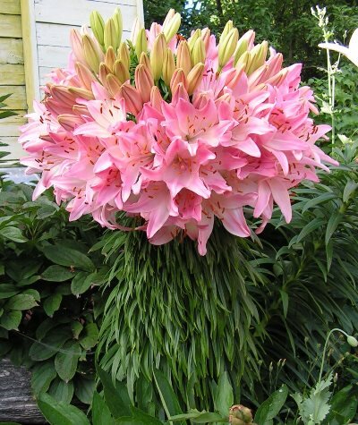 Такие фото можно часто найти у недобросовестных продавцов