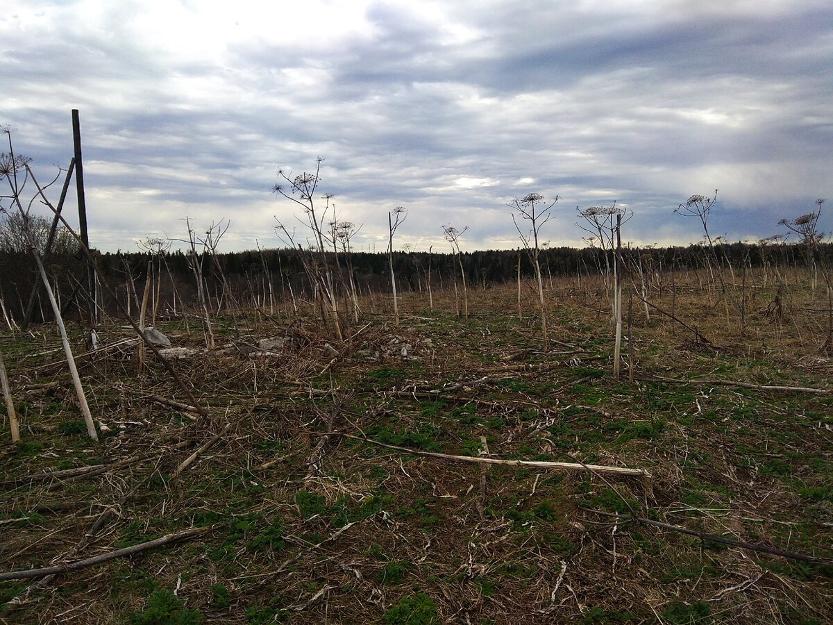 Когда ещё был жив совхоз, эту землю каждый год пахали и что-то сеяли. Но никогда не убирали урожай. А ничего не вырастало! фото автора