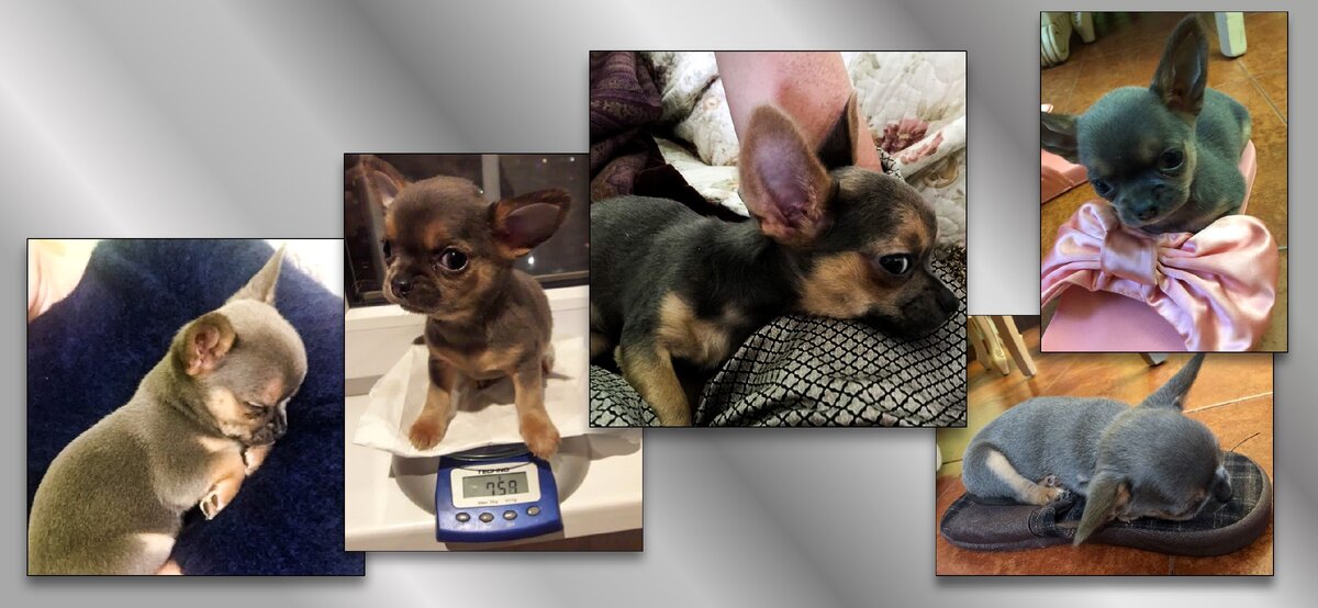 Чихуа Апчхи Хуа