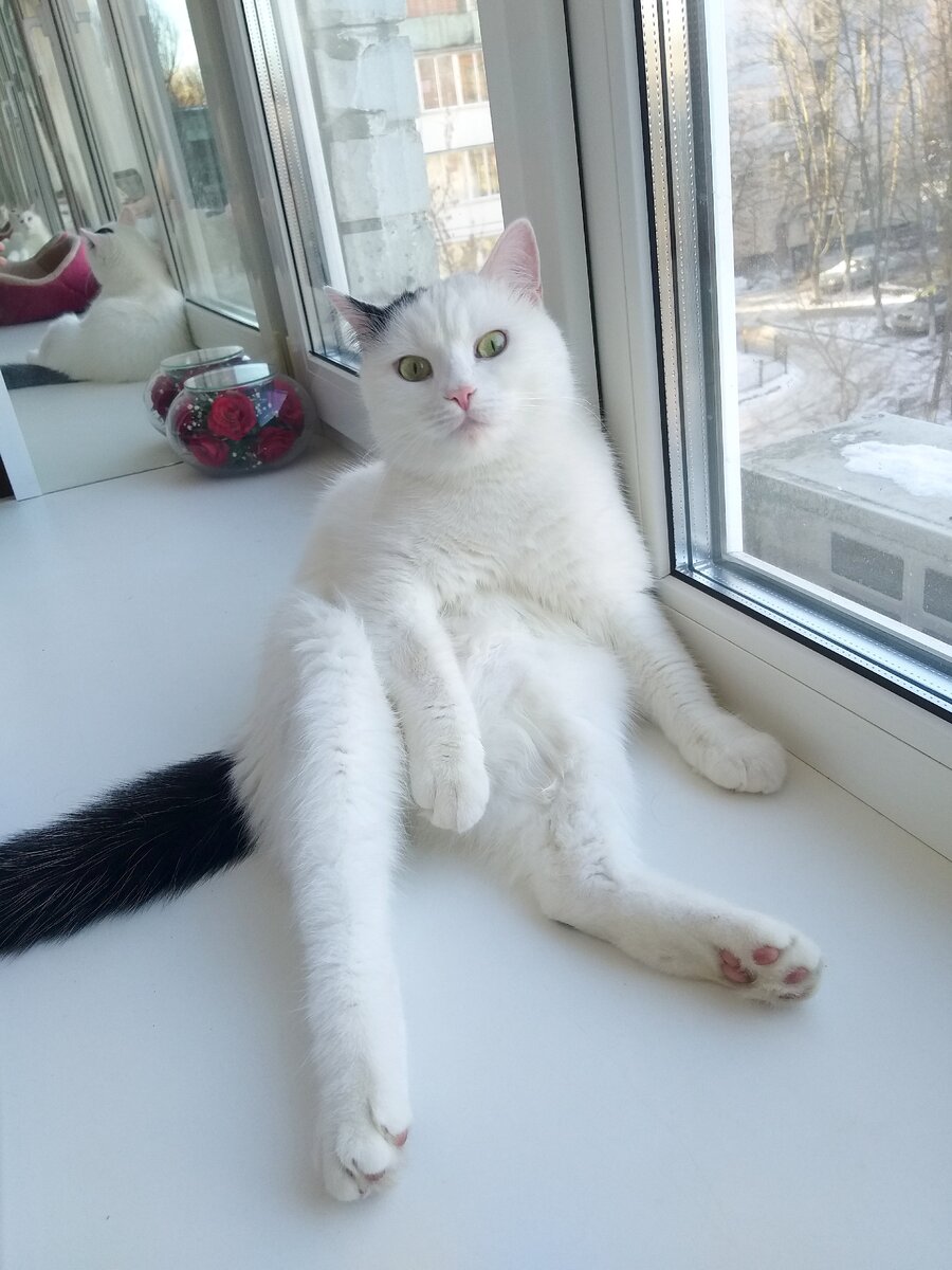 С вами я, Барсик.