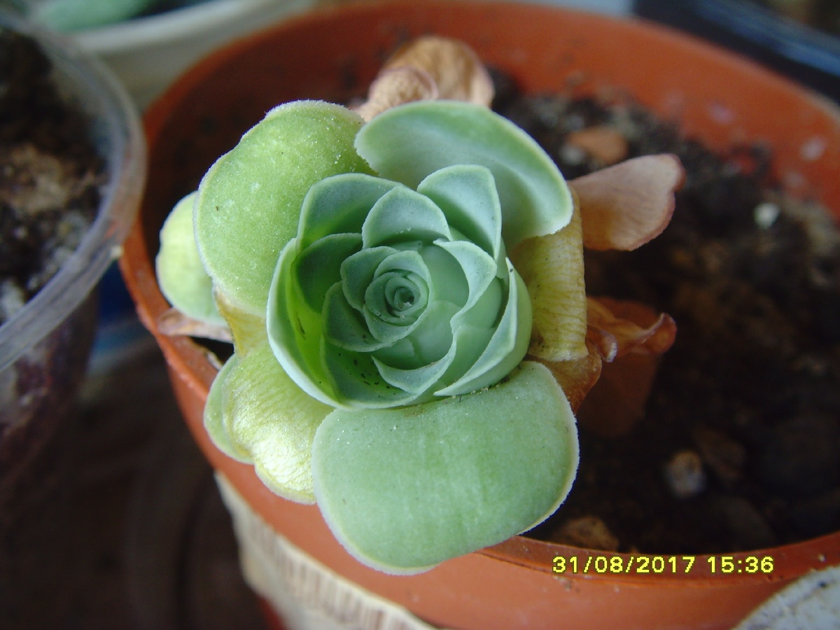 гриновия спит(зимует) все лето!