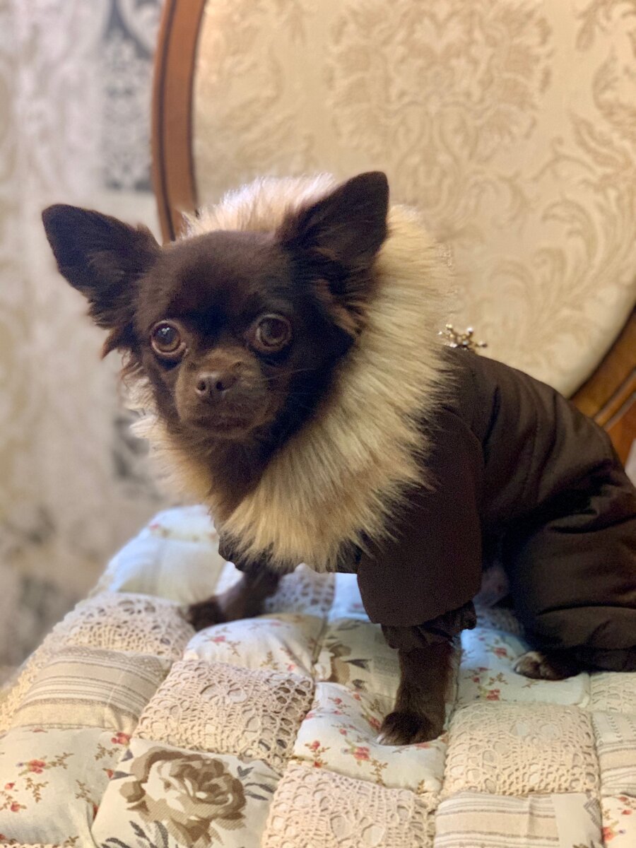 Шоколад в шоколаде)