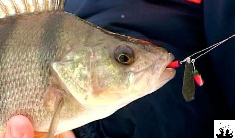 Окунь на "балду"