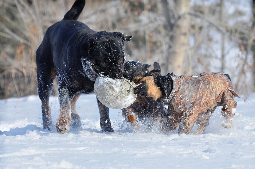 Яндекс картинки dogsbaikal.unoforum.pro