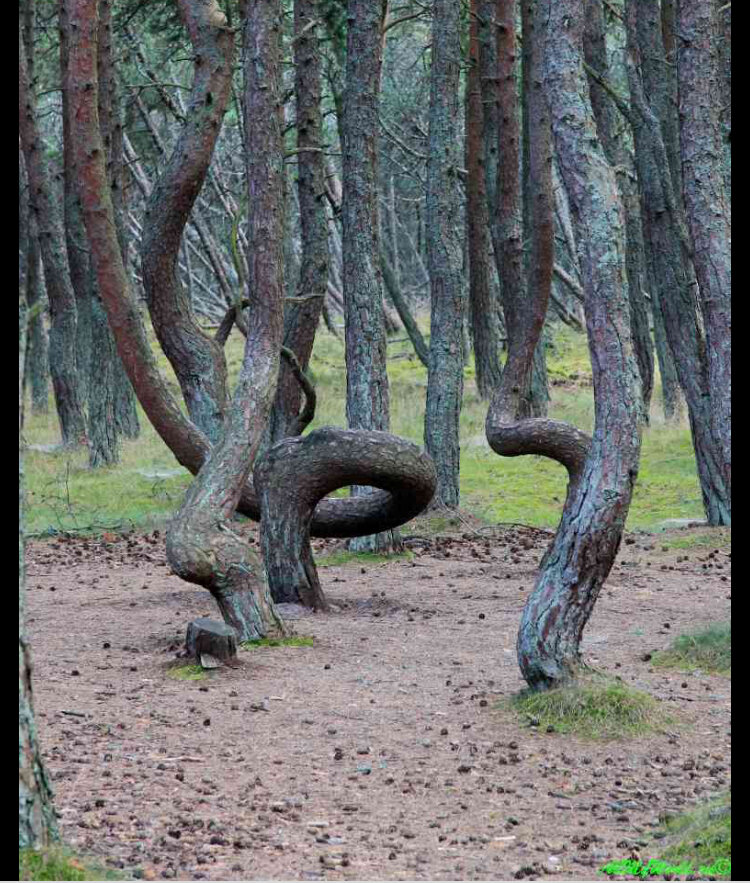 Фото из интернета 