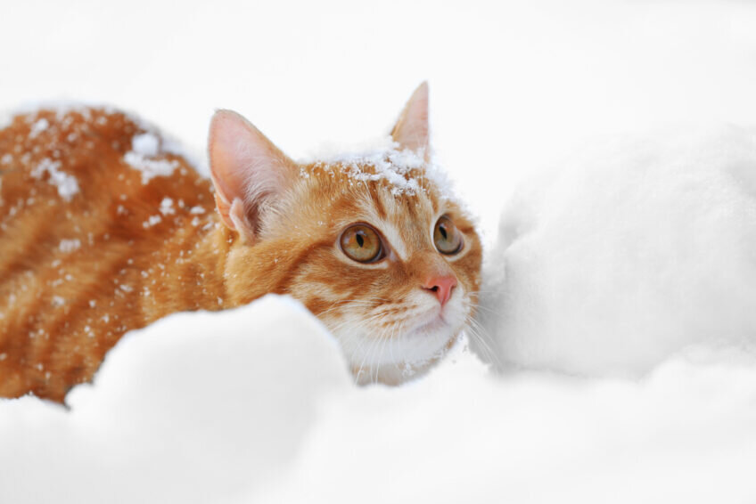 фото Shutterstock