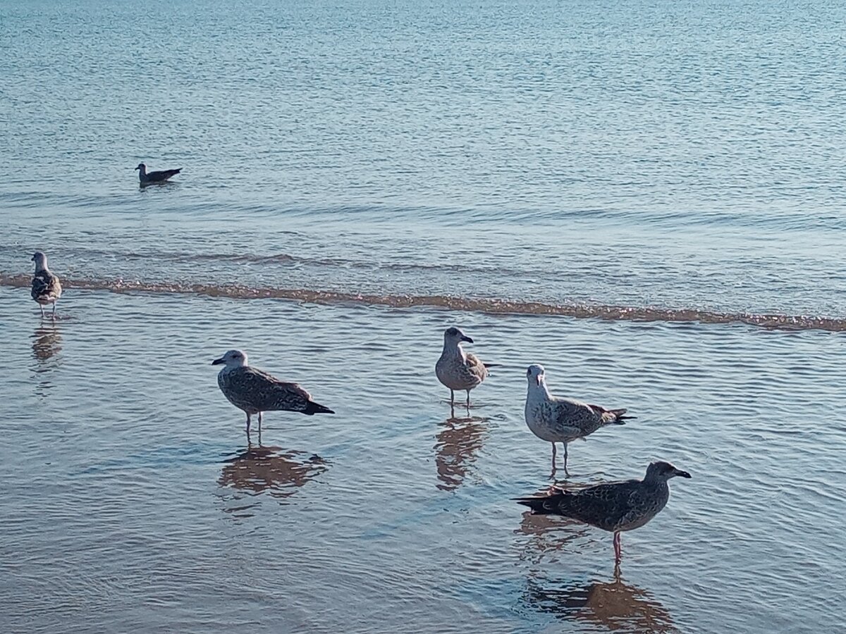 Фото автора. Гайвоты.