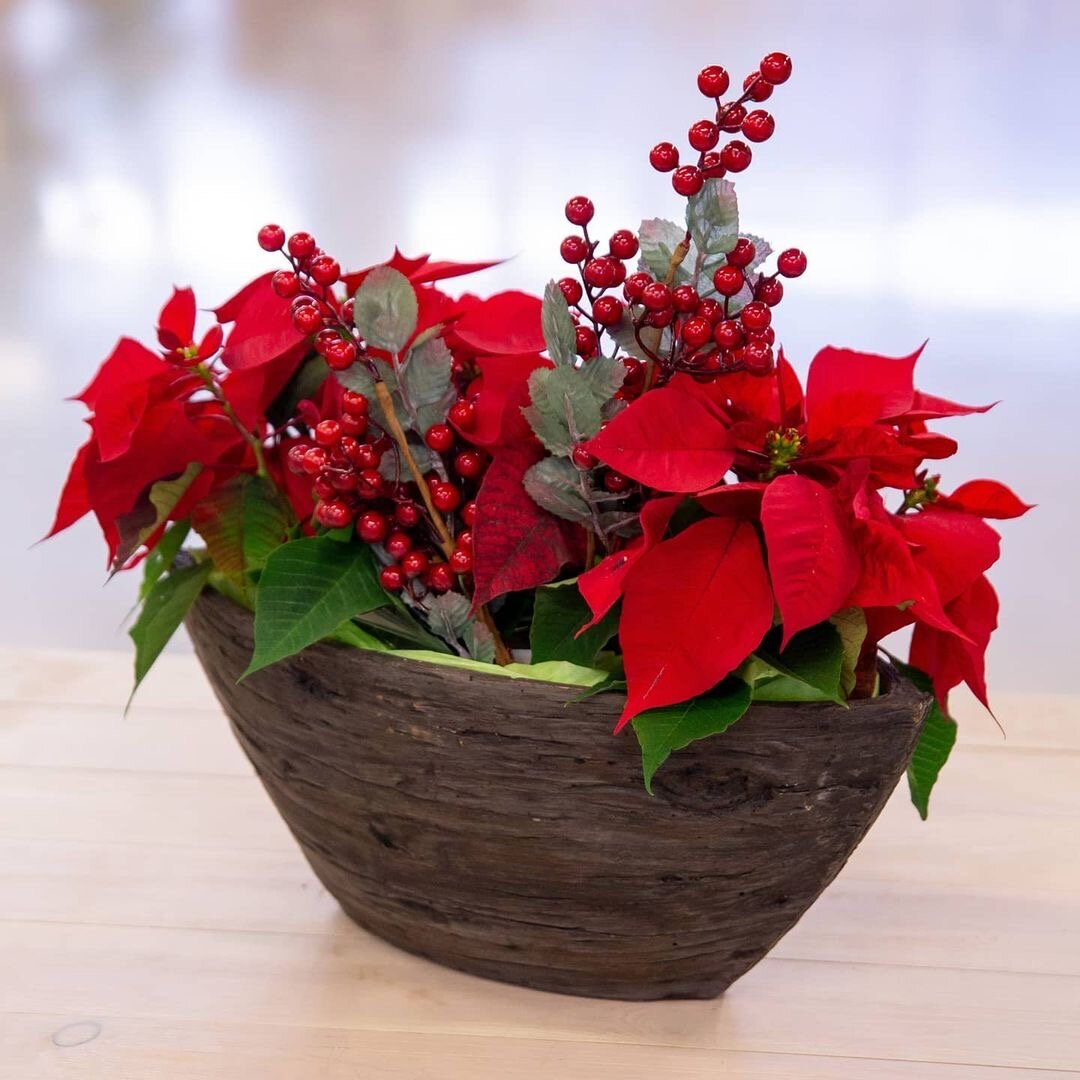 Пуансеттия в горшке