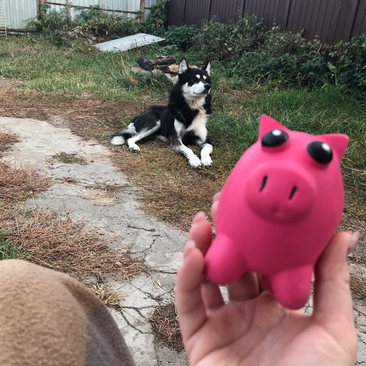 Сэм  и его любимая игрушка