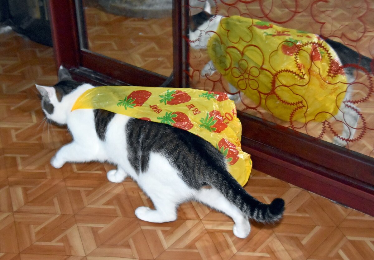 Степа в маскарадном костюме