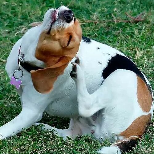 Собака чешется