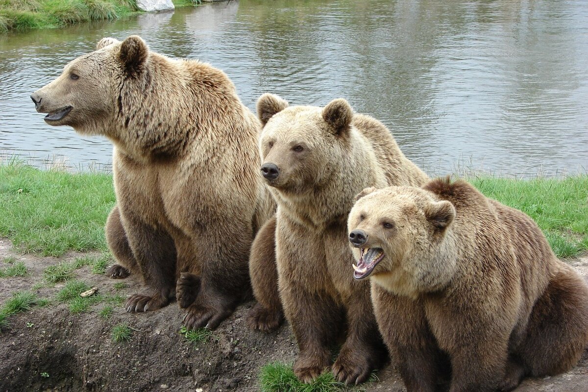 Бурый медведь в Московской области