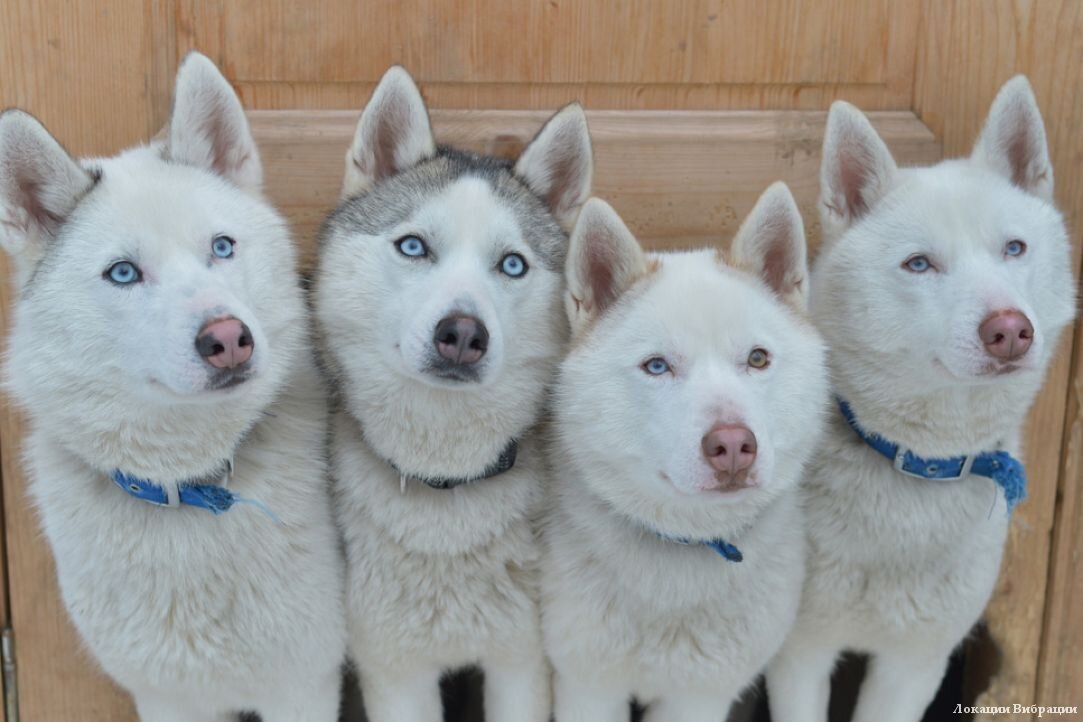 Фото: husky-sokolniki.ru