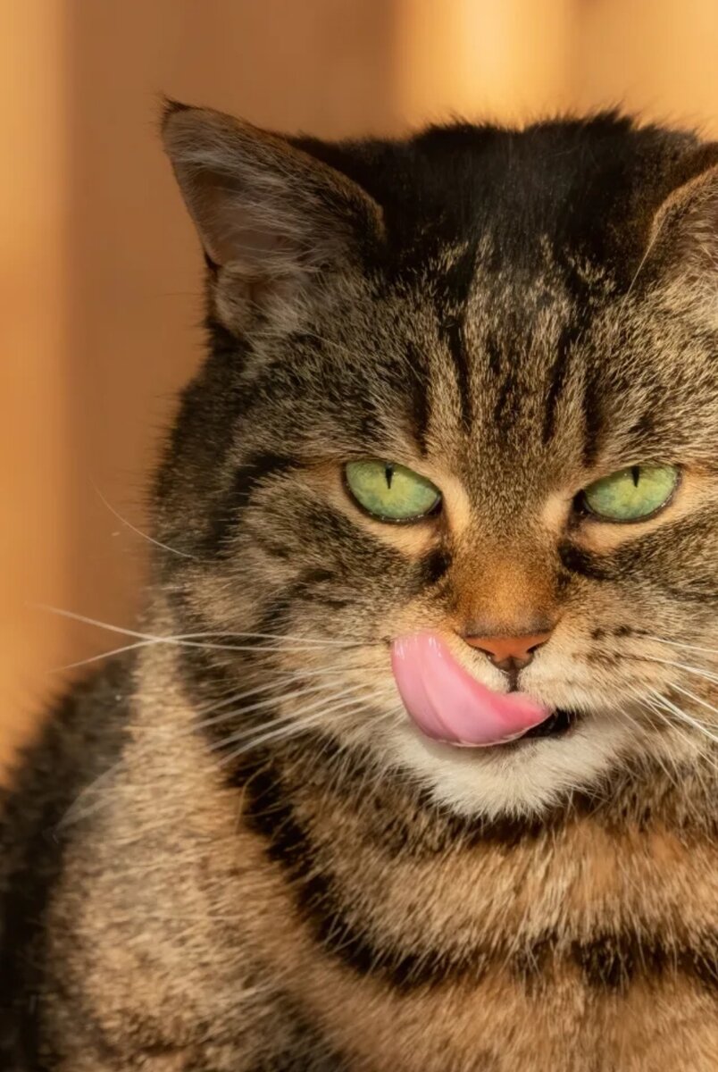 Кот лижет лапку. Смешные морды котов. Котёнокс ввсунутым язаком. Морда кота. Rjnbr c zpsxrjv.