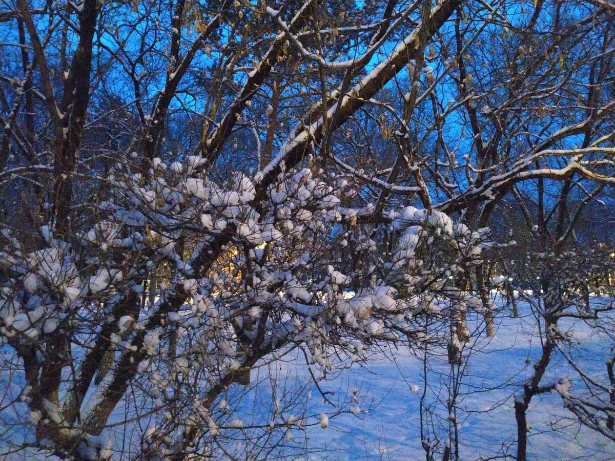 Бриллианты на ветках