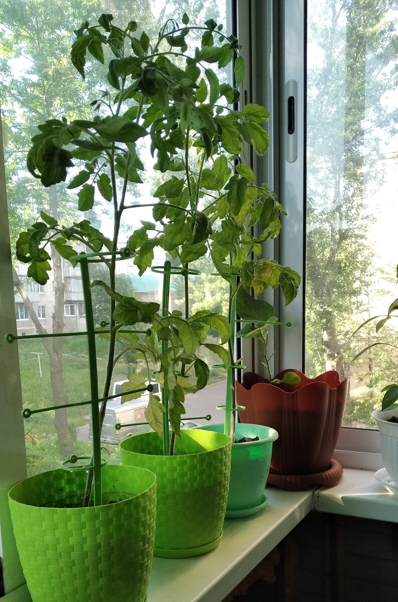 Балконное чудо