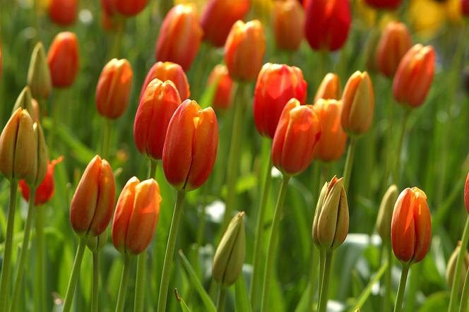 Тюльпаны, тюльпаны в саду