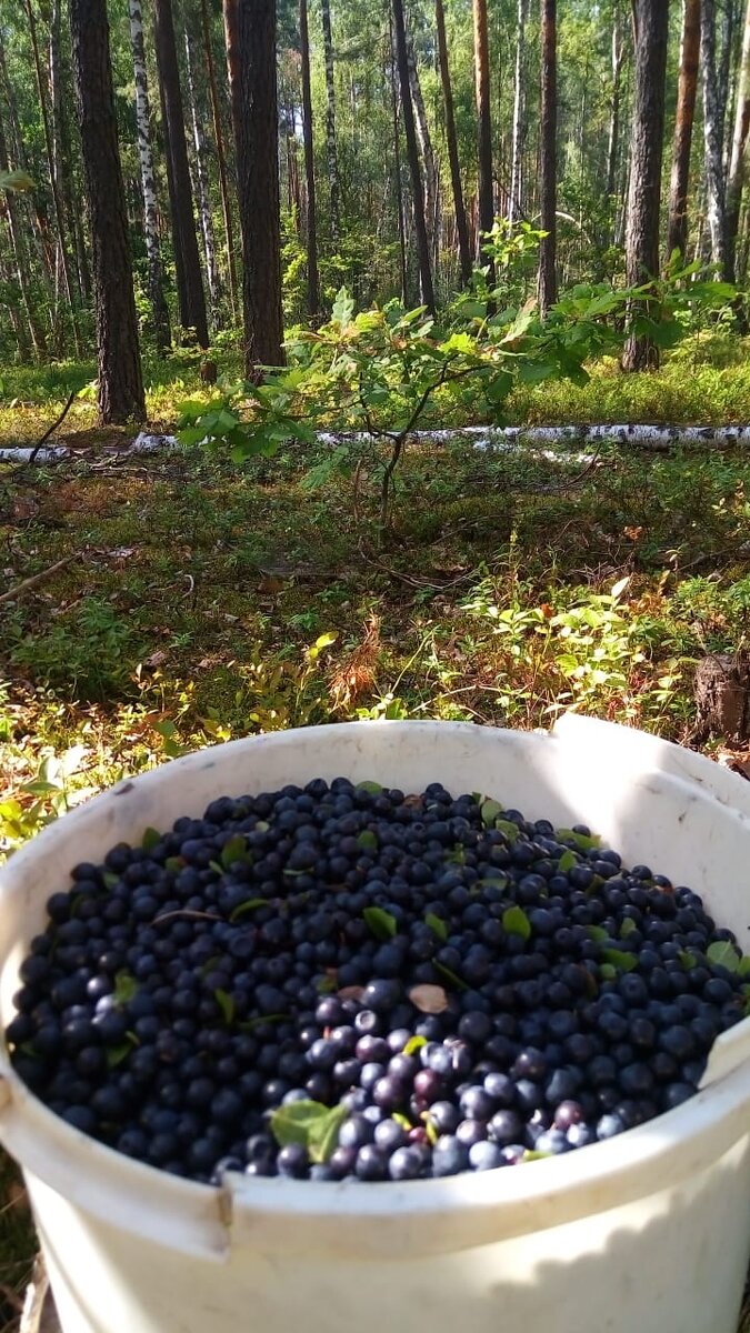 Черника. Собирал в этом 2020 году.