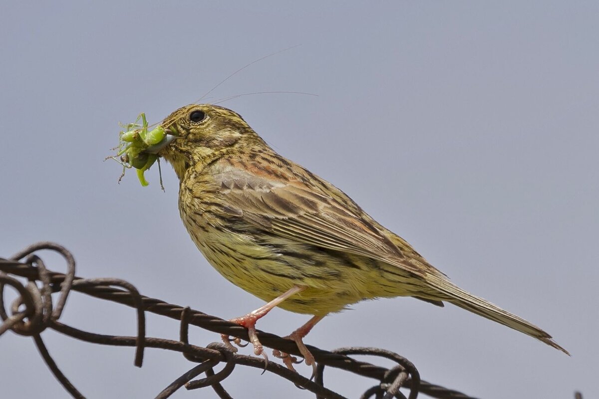 Овсянка. Источник: [https://natureguide.gr/desc/Птицы/Огородная_овсянка/].