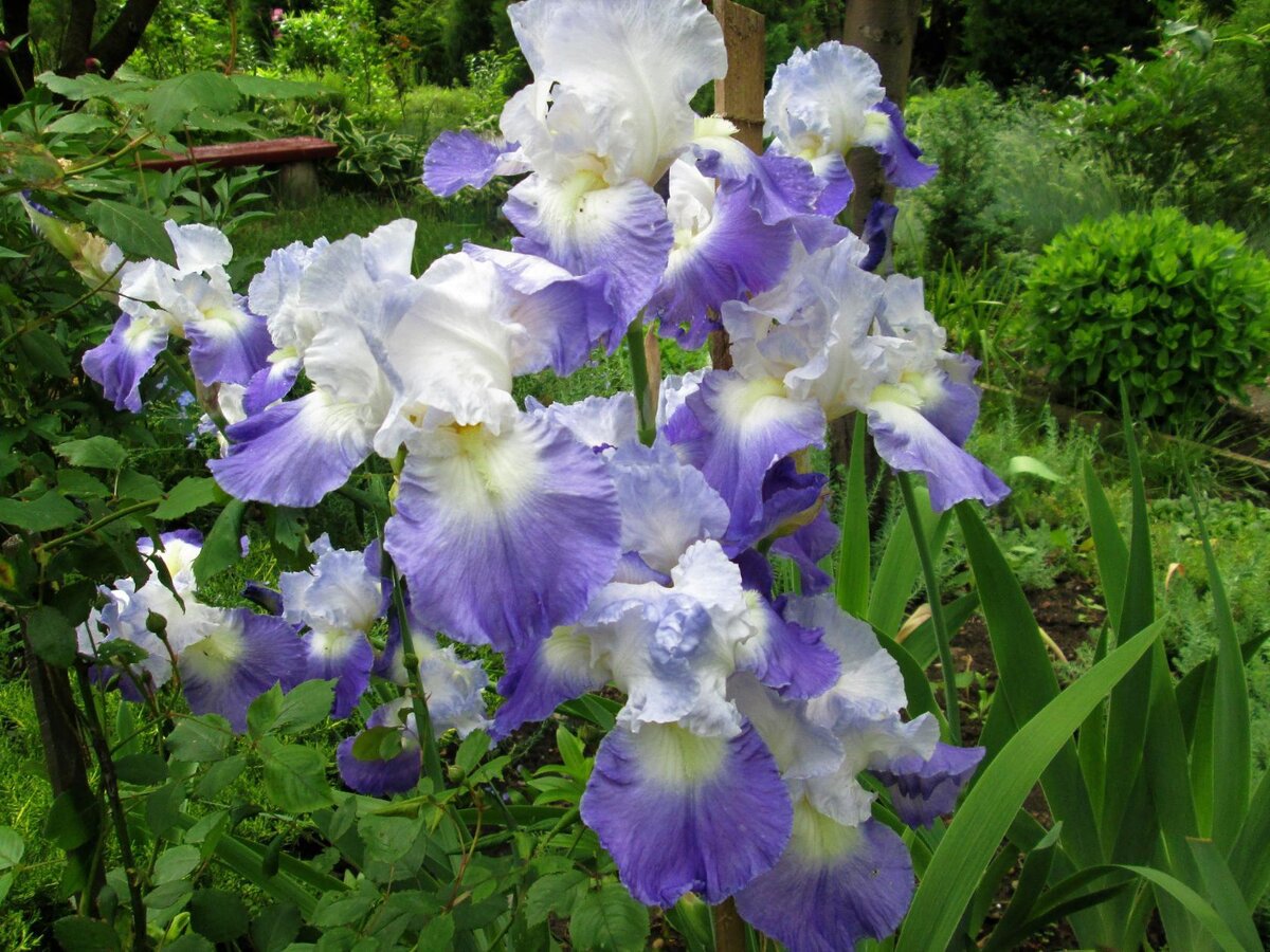 Это высокий бородатый ирис. Этот сорт мне нравится, поэтому я оставила его расти в саду. 