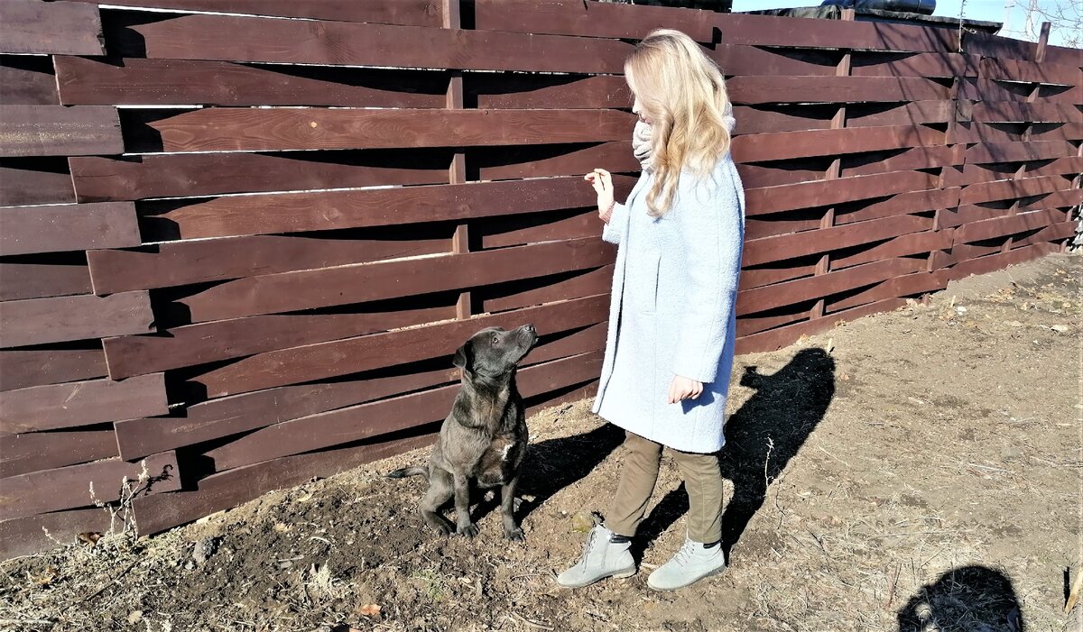 Воспитание собаки. Фото автора.