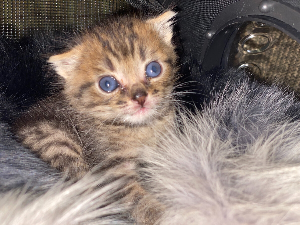 В тот день у Курской помойки остановилась машина. Из нее вышел мужчина с мусорным пакетом.-7