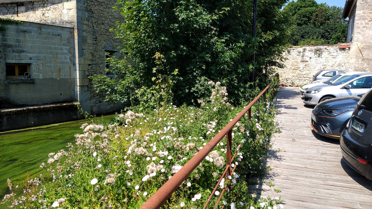 Там же - кустарники цветут рядом с водой, а сбоку парковка. (Фото автора, 2021.) 