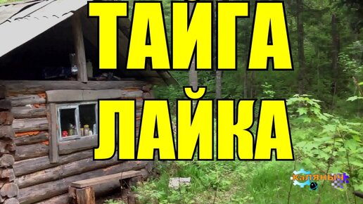 Каляныч рассказы о тайге. Рассказы коляныча. Таёжные истории коляныча. Каляныч тайга 2. Коляныч 30 лет в тайге.