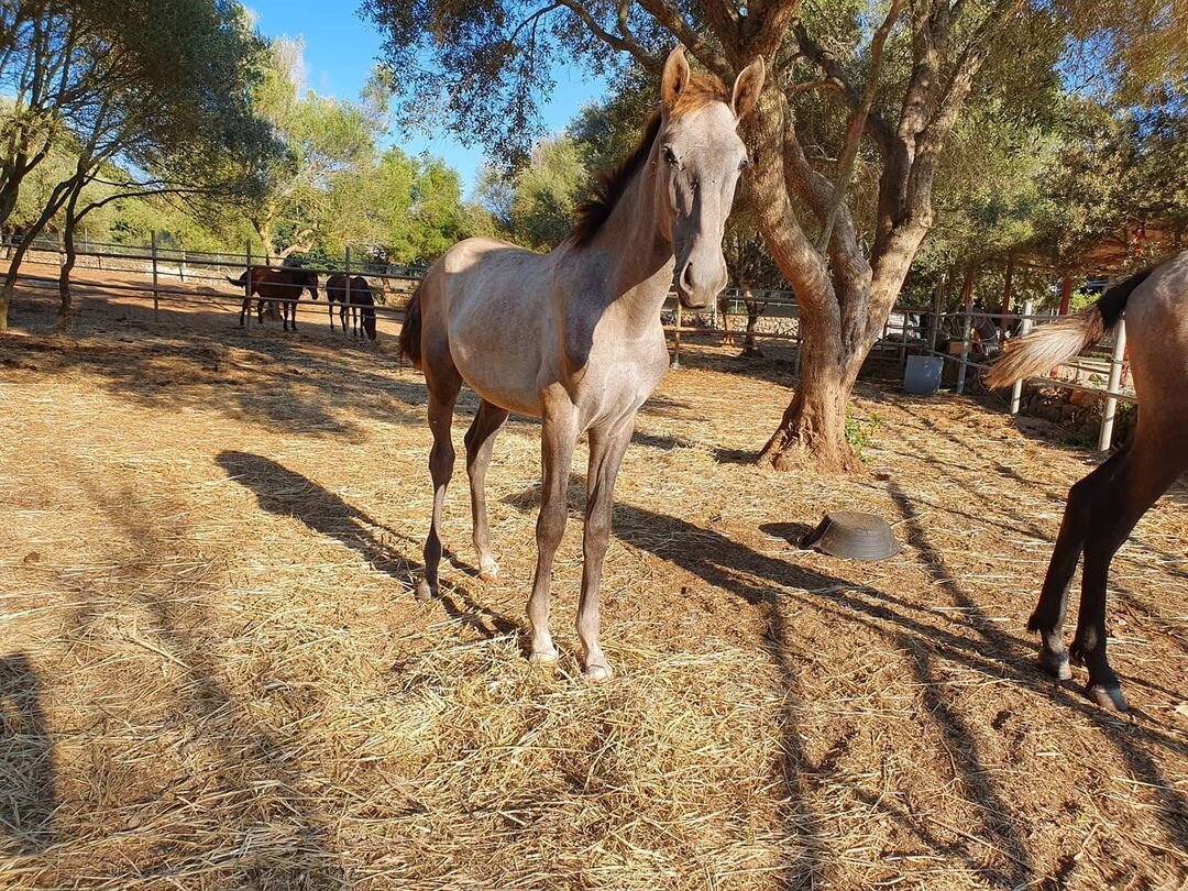 На фото 9-месячный жеребёнок. Выглядит как почти сформировавшаяся лошадь, только ещё маленькая.