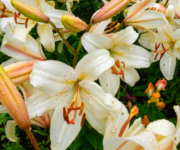 Лилии после дождя. Фото автора