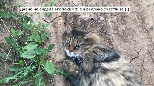 Первый выход кота на улицу после деревни. Счастливее кота я не видела