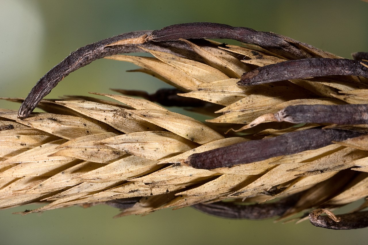 Спорынья это. Claviceps purpurea – спорынья пурпурная. Спорынья (Claviceps purpurea). Спорынья гриб паразит. Гриб Claviceps purpurea.