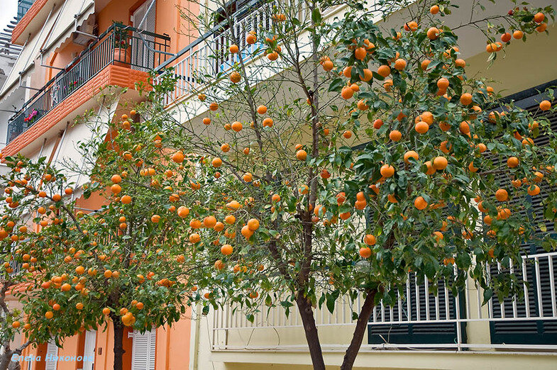 Апельсиновое дерево испания валенсия. Мандарин уншиу citrus unshiu. Апельсиновая роща в андалусии. Какой город вырос из апельсиновой крепости. Какой город вырос из апельсиновой крепости.
