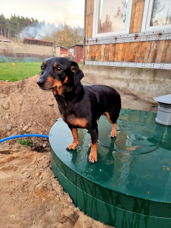 Ева (домашний питомец) облюбовала станцию. Фото автора.