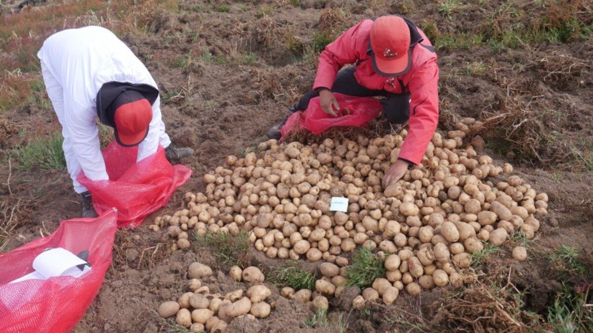 Фото:cipotato.org Специалисты CIP собирают клубни Matilde в полевых условиях