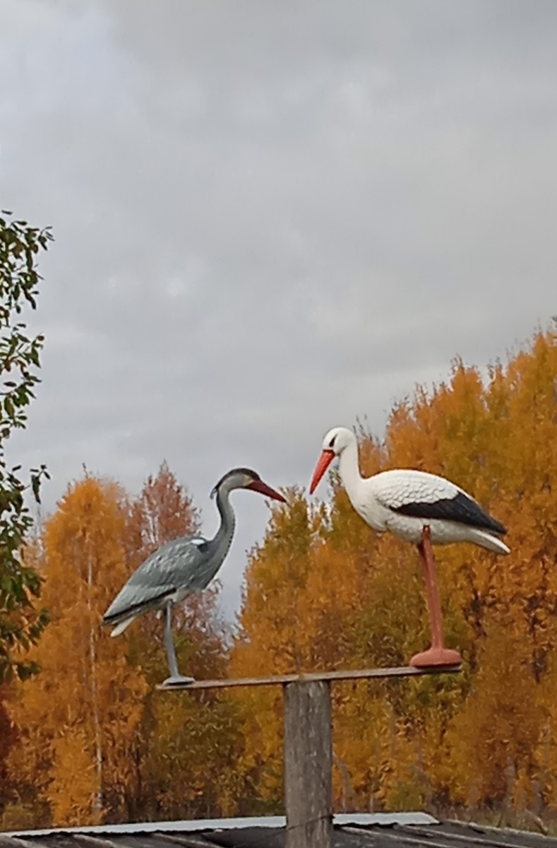 Не журавли, но очень симпатичная парочка 🙂. 