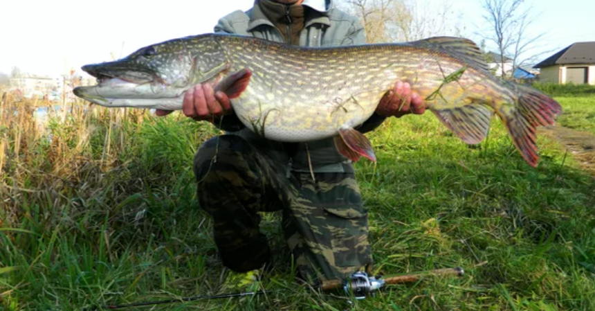 Добавьте описание