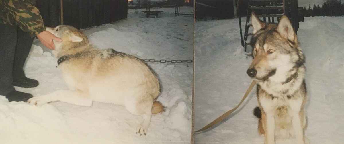 фото автора: Волчица Найда и волкособ