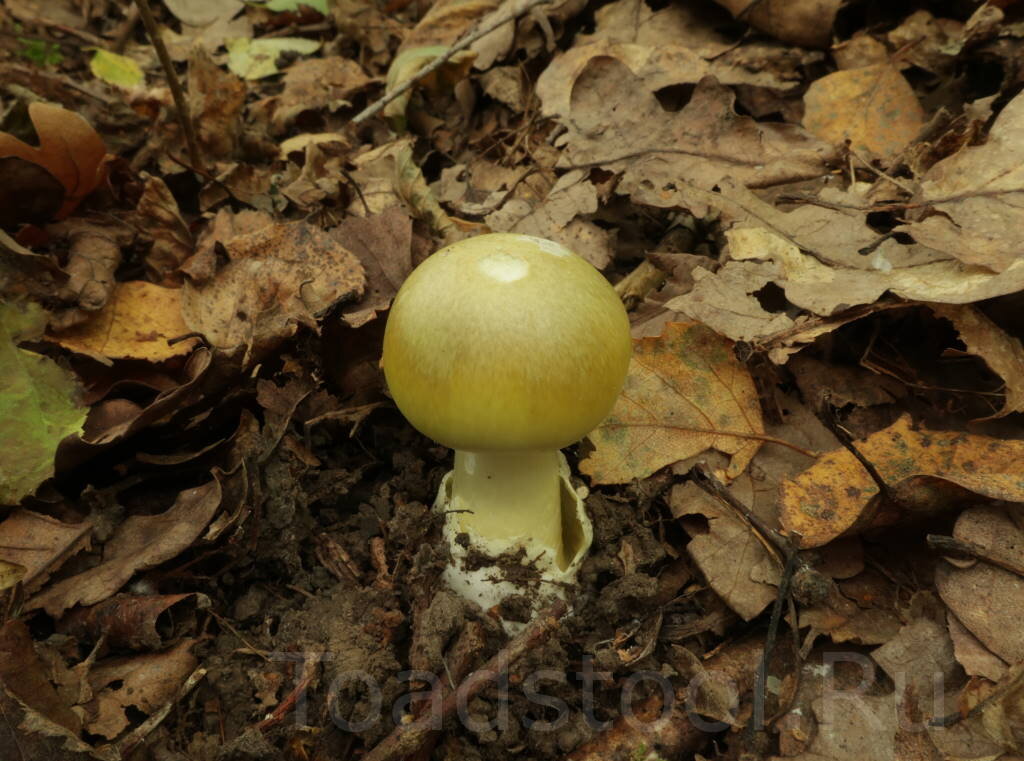 Бледненькая (фото И.Лебединского)