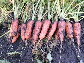 Как посеять морковь, не истратив 15 л клейстера