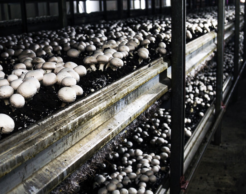 ферма шампиньонов. грибная ферма шампиньоны. производство шампиньонов. урожай шампиньонов. сборщик шампиньонов.