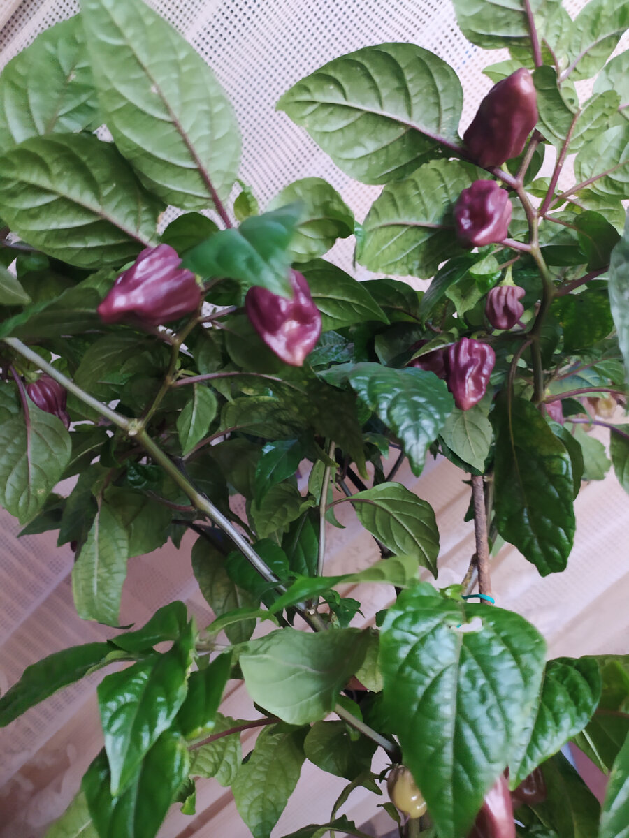 Jolokia Purple, pepper hot. 