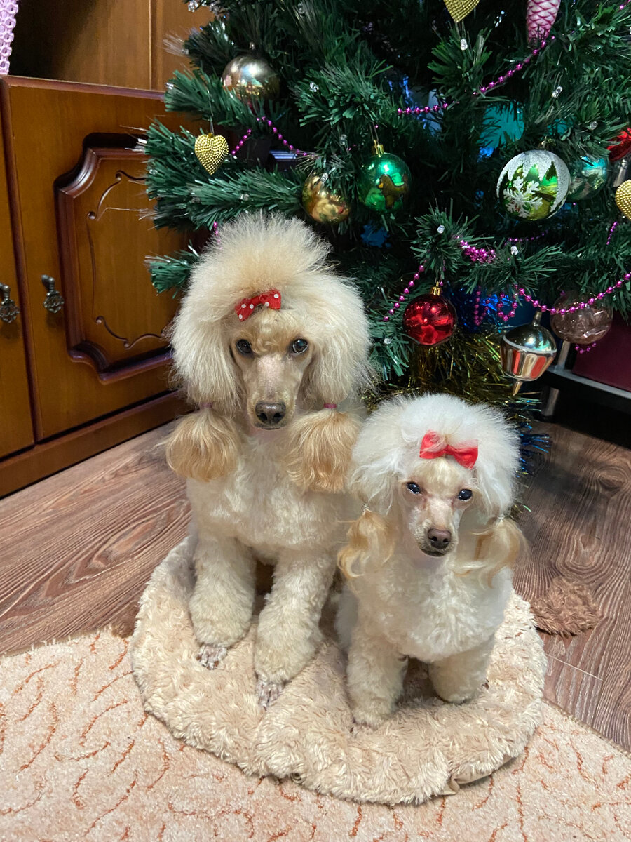 Пикколо Аморе ( Зара ) слева и Витаминка Радости (Вита ) справа. Фото из личного архива автора.